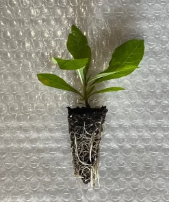 New York Ironweed Starter Plugs - 10-Pack Live Native Perennial Plants - Image 3