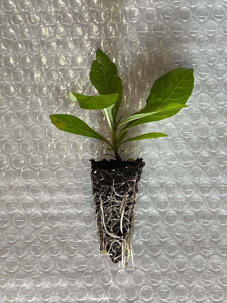 New York Ironweed Starter Plugs - 10-Pack Live Native Perennial Plants - Image 3