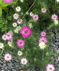 Nigella Damascena Persian Jewels Mix Flower Seeds - 500 Count - Image 10