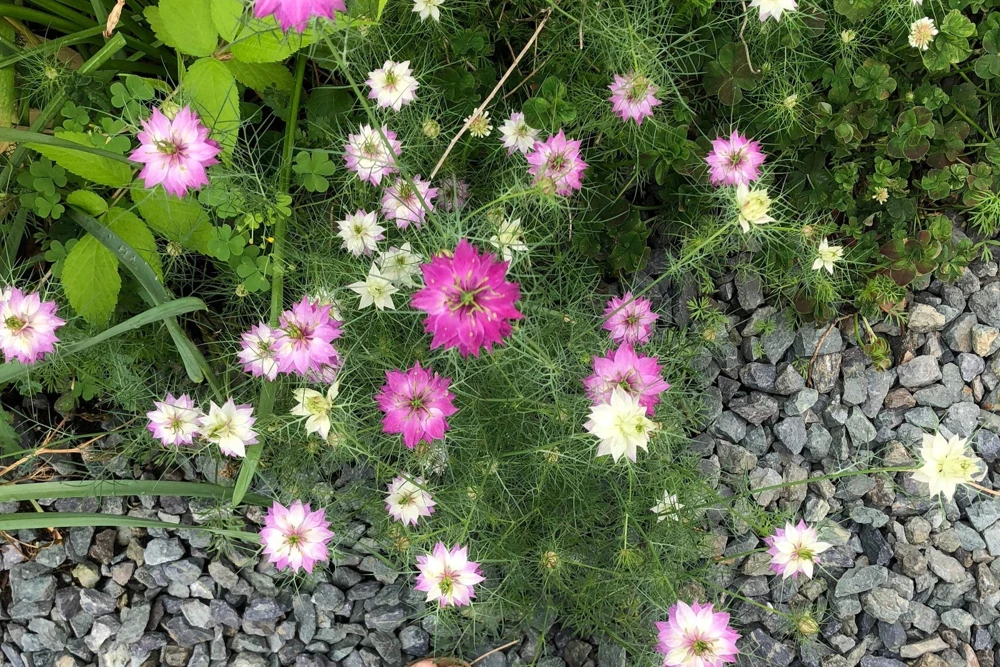 Nigella Damascena Persian Jewels Mix Flower Seeds - 500 Count - Image 10