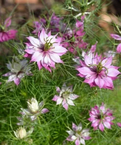 Nigella Damascena Persian Jewels Mix Flower Seeds - 500 Count - Image 11