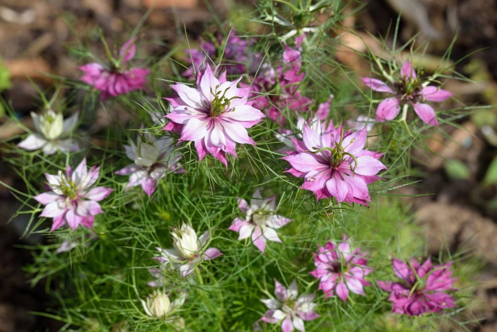 Nigella Damascena Persian Jewels Mix Flower Seeds - 500 Count - Image 11
