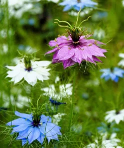 Nigella Damascena Persian Jewels Mix Flower Seeds - 500 Count - Image 12