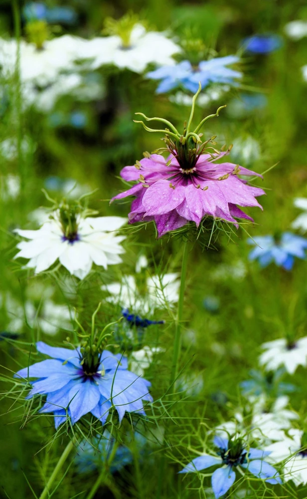 Nigella Damascena Persian Jewels Mix Flower Seeds - 500 Count - Image 12