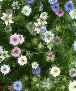 Nigella Damascena Persian Jewels Mix Flower Seeds - 500 Count - Image 2