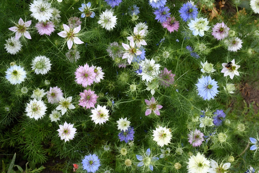 Nigella Damascena Persian Jewels Mix Flower Seeds - 500 Count - Image 2