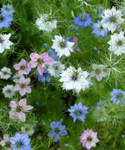 Nigella Damascena Persian Jewels Mix Flower Seeds - 500 Count - Image 3