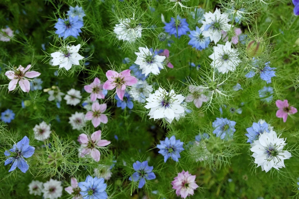 Nigella Damascena Persian Jewels Mix Flower Seeds - 500 Count - Image 3