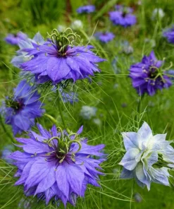 Nigella Damascena Persian Jewels Mix Flower Seeds - 500 Count - Image 4