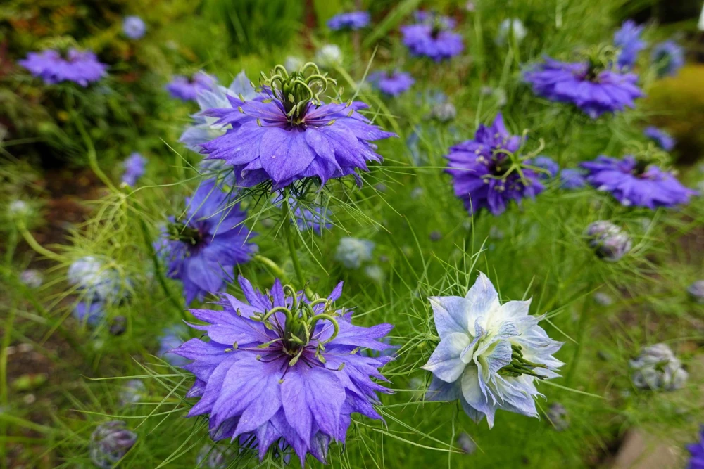 Nigella Damascena Persian Jewels Mix Flower Seeds - 500 Count - Image 4