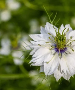 Nigella Damascena Persian Jewels Mix Flower Seeds - 500 Count - Image 5