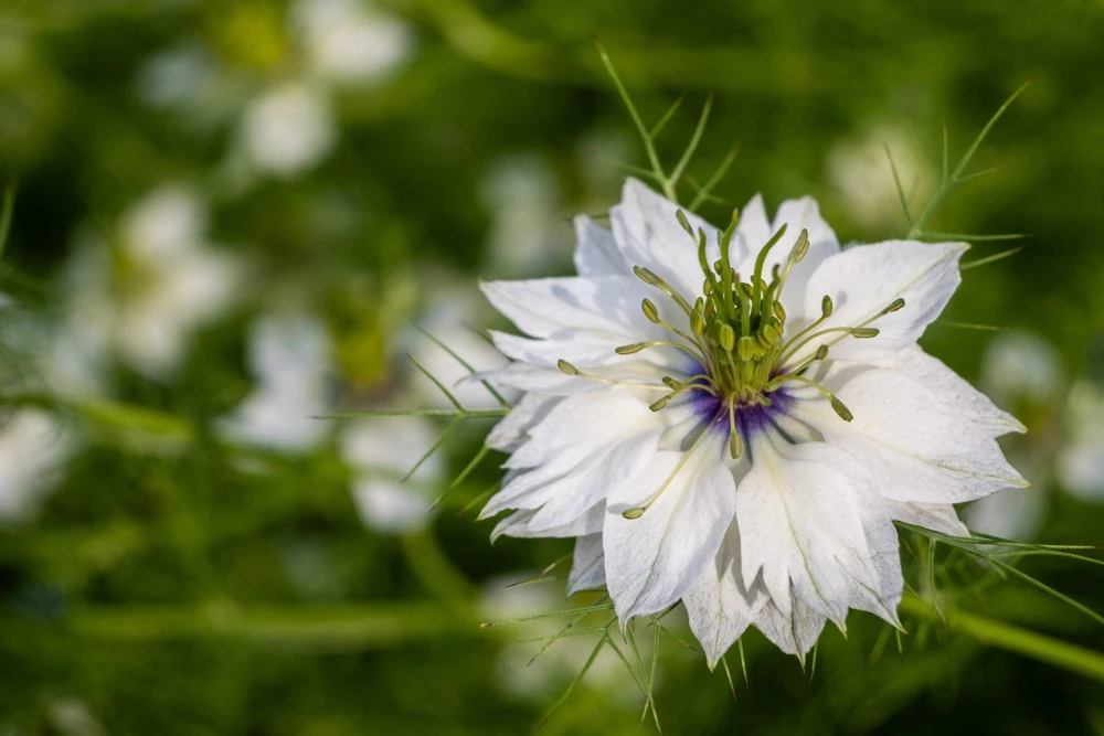 Nigella Damascena Persian Jewels Mix Flower Seeds - 500 Count - Image 5