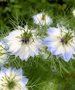 Nigella Damascena Persian Jewels Mix Flower Seeds - 500 Count - Image 6