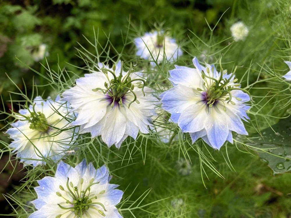 Nigella Damascena Persian Jewels Mix Flower Seeds - 500 Count - Image 6
