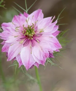 Nigella Damascena Persian Jewels Mix Flower Seeds - 500 Count - Image 7
