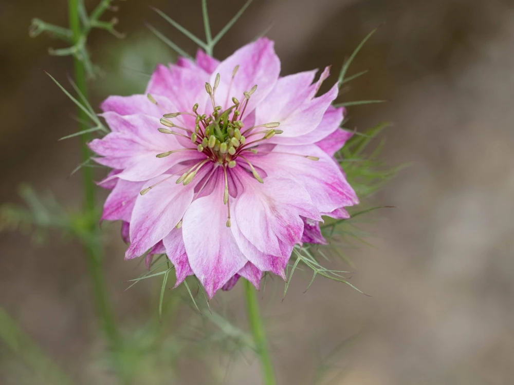Nigella Damascena Persian Jewels Mix Flower Seeds - 500 Count - Image 7