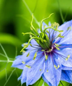 Nigella Damascena Persian Jewels Mix Flower Seeds - 500 Count - Image 8