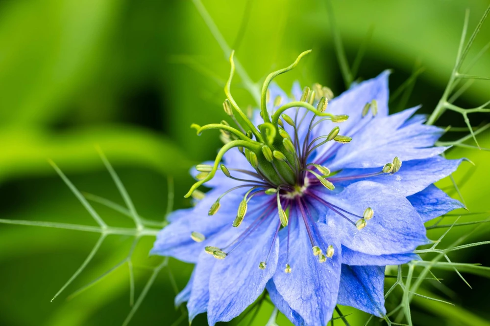 Nigella Damascena Persian Jewels Mix Flower Seeds - 500 Count - Image 8