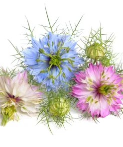 Nigella Damascena Persian Jewels Mix Flower Seeds - 500 Count - Image 9