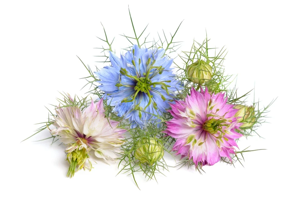 Nigella Damascena Persian Jewels Mix Flower Seeds - 500 Count - Image 9