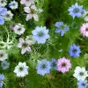 Nigella Damascena Persian Jewels Mix Flower Seeds - 500 Count - Image 1