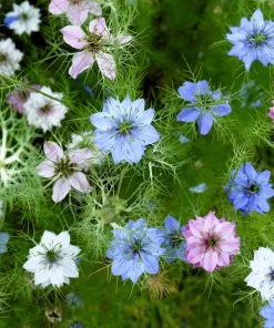 Nigella Damascena Persian Jewels Mix Flower Seeds - 500 Count - Image 1