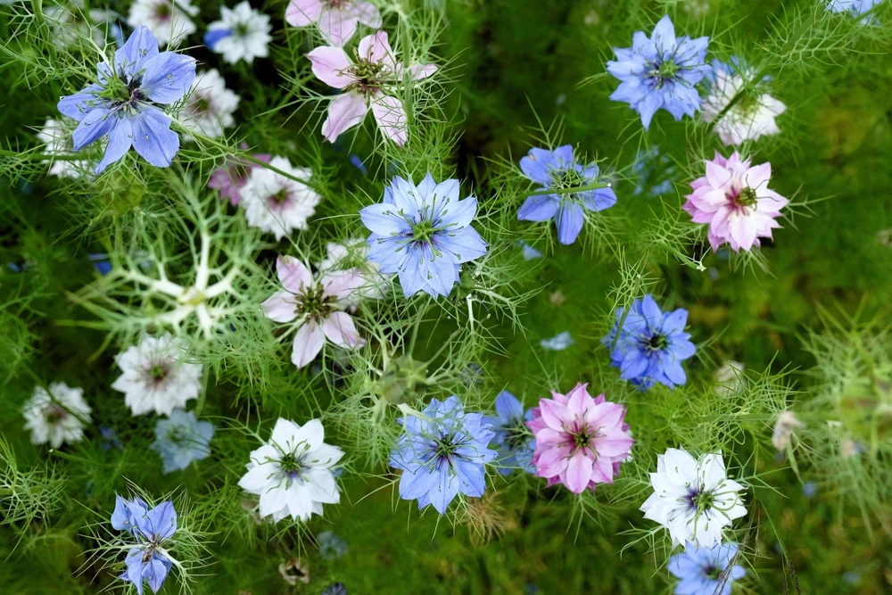 Nigella Damascena Persian Jewels Mix Flower Seeds - 500 Count - Image 1