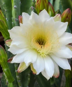 Night Blooming Cactus Live Plant - 2-Pack, 3-6 Inch Tall in 4 Inch Pot, Fragrant White Flowers, Indoor/Outdoor - Image 2