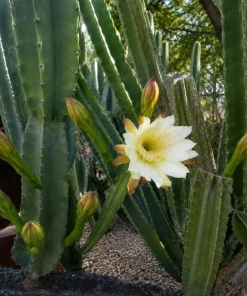 Night Blooming Cactus Live Plant - 2-Pack, 3-6 Inch Tall in 4 Inch Pot, Fragrant White Flowers, Indoor/Outdoor - Image 3