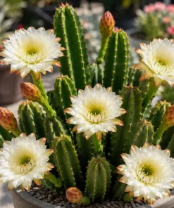 Night Blooming Cactus Live Plant - 2-Pack, 3-6 Inch Tall in 4 Inch Pot, Fragrant White Flowers, Indoor/Outdoor - Image 4