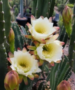 Night Blooming Cactus Live Plant - 2-Pack, 3-6 Inch Tall in 4 Inch Pot, Fragrant White Flowers, Indoor/Outdoor - Image 5