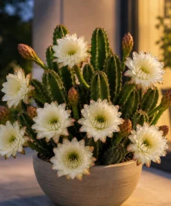 Night Blooming Cactus Live Plant - 2-Pack, 3-6 Inch Tall in 4 Inch Pot, Fragrant White Flowers, Indoor/Outdoor - Image 7
