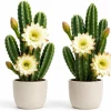 Night Blooming Cactus Live Plant - 2-Pack, 3-6 Inch Tall in 4 Inch Pot, Fragrant White Flowers, Indoor/Outdoor - Image 1