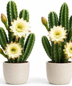 Night Blooming Cactus Live Plant - 2-Pack, 3-6 Inch Tall in 4 Inch Pot, Fragrant White Flowers, Indoor/Outdoor - Image 1