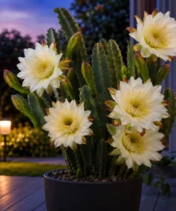 Night Blooming Cactus Live Plant - 3-6 Inch Tall, Fragrant White Flowers, 4 Inch Pot - Image 2