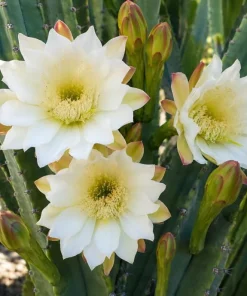 Night Blooming Cactus Live Plant - 3-6 Inch Tall, Fragrant White Flowers, 4 Inch Pot - Image 3