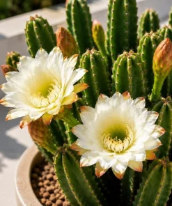 Night Blooming Cactus Live Plant - 3-6 Inch Tall, Fragrant White Flowers, 4 Inch Pot - Image 4