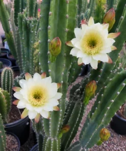 Night Blooming Cactus Live Plant - 3-6 Inch Tall, Fragrant White Flowers, 4 Inch Pot - Image 6
