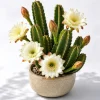 Night Blooming Cactus Live Plant - 3-6 Inch Tall, Fragrant White Flowers, 4 Inch Pot - Image 1
