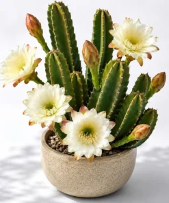 Night Blooming Cactus Live Plant - 3-6 Inch Tall, Fragrant White Flowers, 4 Inch Pot - Image 1