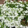 Night Blooming Creeping Phlox Seeds - 250 Seeds - Fragrant Annual Flower - Image 1