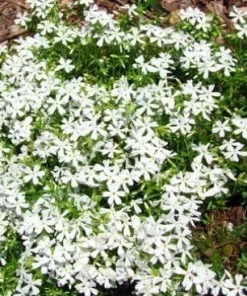 Night Blooming Creeping Phlox Seeds - 250 Seeds - Fragrant Annual Flower - Image 1