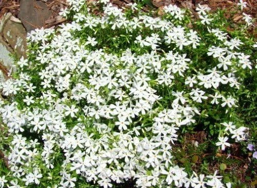 Night Blooming Creeping Phlox Seeds - 250 Seeds - Fragrant Annual Flower - Image 1