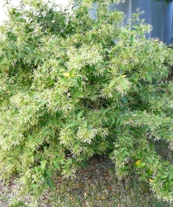 Night Blooming Jasmine Live Plant – 3-6