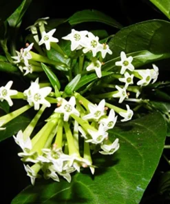 Night Blooming Jasmine Live Plant – 3-6