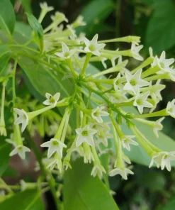 Night Blooming Jasmine Live Plant – 3-6
