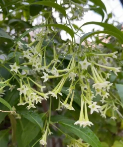 Night Blooming Jasmine Live Plant – 3-6