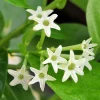 Night Blooming Jasmine Live Plant – 3-6" Tall – 3-4" Pot – Fragrant Perennial Shrub - Image 1