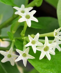 Night Blooming Jasmine Live Plant – 3-6