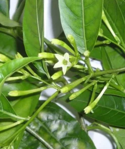 Night Blooming Jasmine Live Plant – 3-6